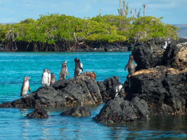 Tour isla Isabela