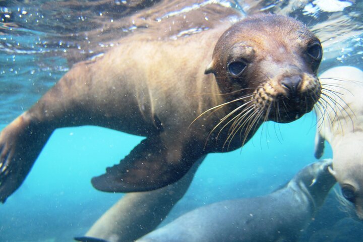 Tour Santa fe Snorkel con lobos marinos